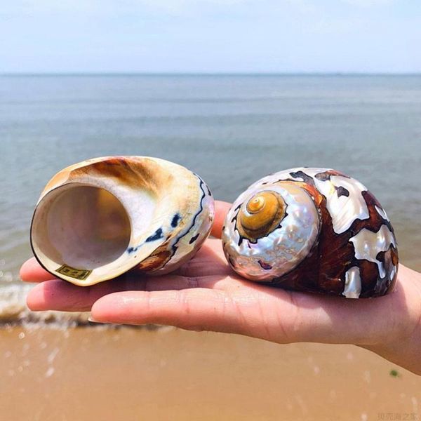 decorations natural hlbk south african snail pearly big screw conch mediterranean ornaments coral home decor aquarium collectible r1e6
decorations natural hlbk south african snail pearly big screw conch mediterranean ornaments coral home decor aquarium collectible r1e6