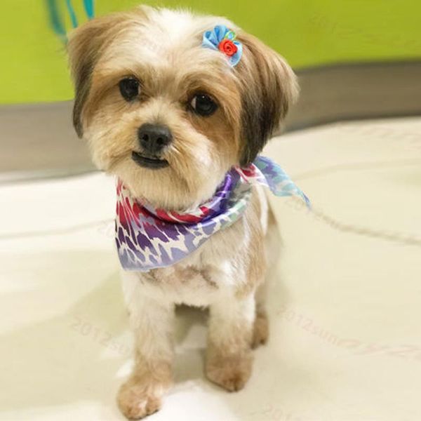 dog apparel 100pcs/set dogs puppies bows pets grooming hair animal charms mini ribbon not mixed-color gift pet product
dog apparel 100pcs/set dogs puppies bows pets grooming hair animal charms mini ribbon not mixed-color gift pet product