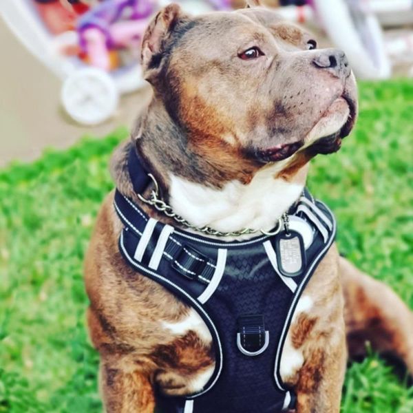 dog collars & leashes 3m harness adjustable no-pull pet outdoor vest reflective oxford dogs easy control for small medium large
dog collars & leashes 3m harness adjustable no-pull pet outdoor vest reflective oxford dogs easy control for small medium large