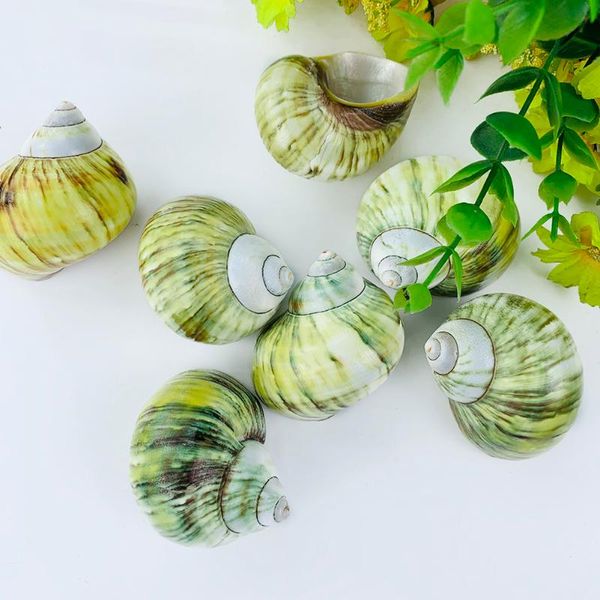 novelty items natural yellow rong conch mediterranean home ornaments fish tank aquarium landscape decoration small po props
novelty items natural yellow rong conch mediterranean home ornaments fish tank aquarium landscape decoration small po props