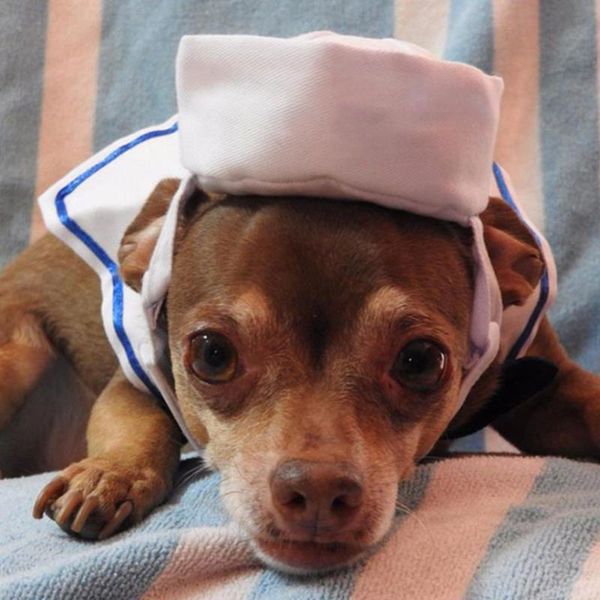 pet navy outfit adjustable puppy cosplay dress up costume cap tie collar kitten sailor clothing apparel for christmas new year
pet navy outfit adjustable puppy cosplay dress up costume cap tie collar kitten sailor clothing apparel for christmas new year