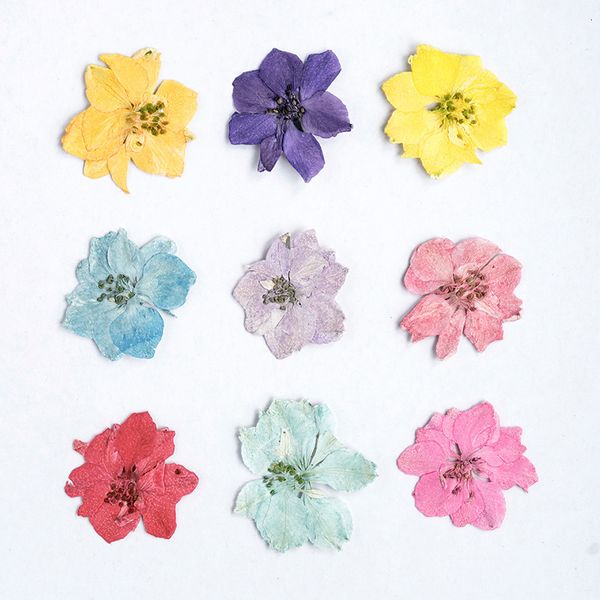 dyed flying swallow thousand birds dried flowers diy embossing bookmark glue dropping mobile phone case plant specimen paste festival gift d
dyed flying swallow thousand birds dried flowers diy embossing bookmark glue dropping mobile phone case plant specimen paste festival gift d
