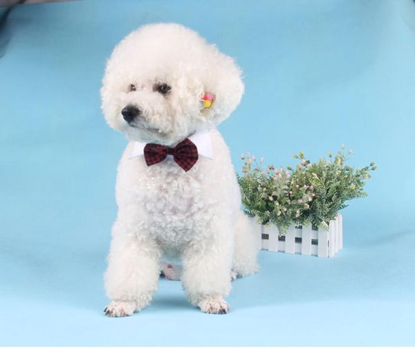 60pcs/lot lovely dog puppy cat kitten pet bow tie necktie adjustable collars necklace collar accessories & leashes
60pcs/lot lovely dog puppy cat kitten pet bow tie necktie adjustable collars necklace collar accessories & leashes