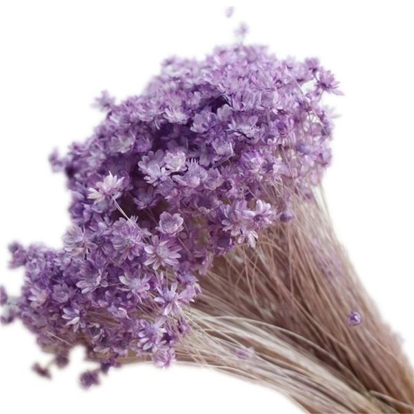 decorative flowers & wreaths 100pcs real mini star flower chrysanthemum floral material natural dried
decorative flowers & wreaths 100pcs real mini star flower chrysanthemum floral material natural dried