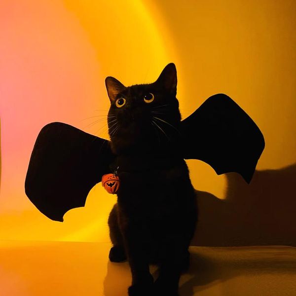 cat costumes cute halloween costume small pet bat wings