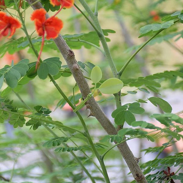 decorative flowers & wreaths 100 pieces a pack of home decoration plants simulation leaf tie color fake green family party plant 
decorative flowers & wreaths 100 pieces a pack of home decoration plants simulation leaf tie color fake green family party plant