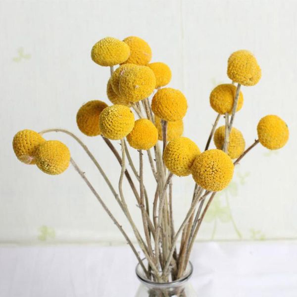 pcs dried flower craspedia billy balls wedding bouquet yellow branch home decoration christmas wreath diy no vase decorative flowers & wreat
pcs dried flower craspedia billy balls wedding bouquet yellow branch home decoration christmas wreath diy no vase decorative flowers & wreat