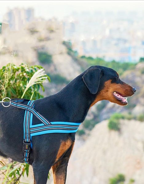 dog collars & leashes summer breathable chest strap leash nylon reflective collar pet supplies
dog collars & leashes summer breathable chest strap leash nylon reflective collar pet supplies