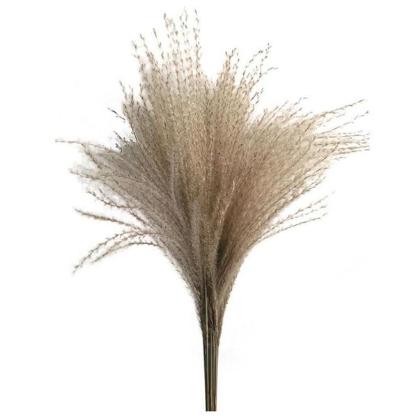 novelty items 100pcs natural dried pampas grass reed home wedding decor flower bunch
novelty items 100pcs natural dried pampas grass reed home wedding decor flower bunch