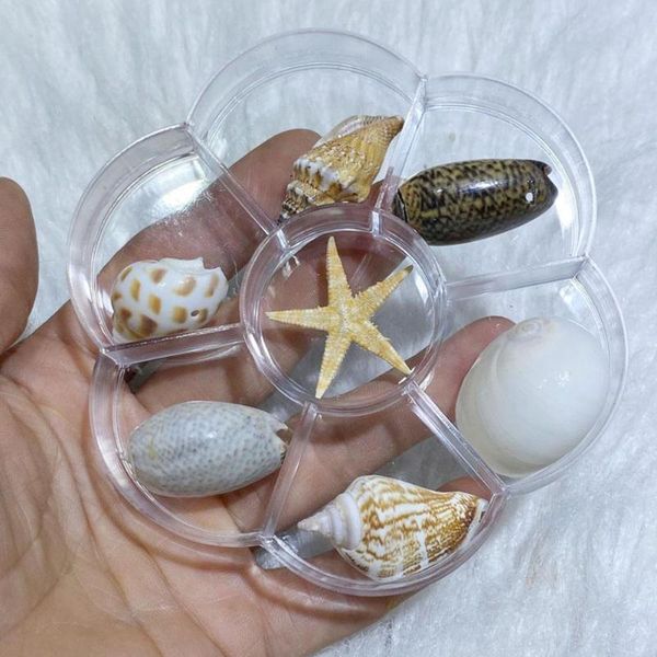 novelty items 7 grid plum flower boxed shells conch collection natural from sea gifts jewelry the ornaments y1x7
novelty items 7 grid plum flower boxed shells conch collection natural from sea gifts jewelry the ornaments y1x7