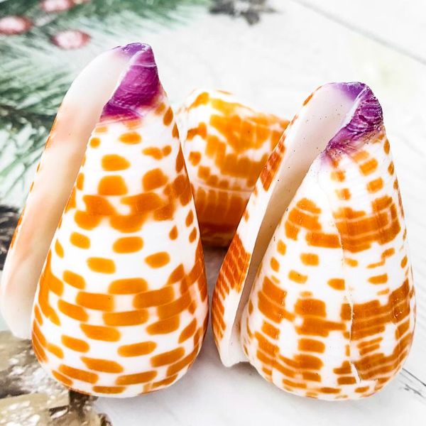 novelty items rare varieties of purple-headed red corn snail 5-6 cm pattern beautiful mediterranean natural shell conch home decoration prop
novelty items rare varieties of purple-headed red corn snail 5-6 cm pattern beautiful mediterranean natural shell conch home decoration prop