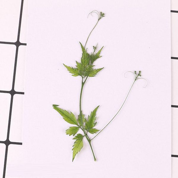 decorative flowers & wreaths 10pcs/bag campanula leaves pressed flower embossed dried natural mobile phone shell material
decorative flowers & wreaths 10pcs/bag campanula leaves pressed flower embossed dried natural mobile phone shell material