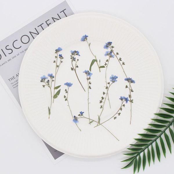 decorative flowers & wreaths 12pcs/lot real ,natural pressed forget-me-not with stem branch for diy wedding invitation craft card making dri
decorative flowers & wreaths 12pcs/lot real ,natural pressed forget-me-not with stem branch for diy wedding invitation craft card making dri
