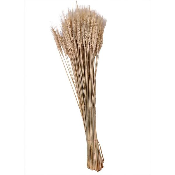 decorative flowers & wreaths 100pcs/lot real wheat ear flower natural dried ears bouquet wedding party decoration diy craft home decor pogra
decorative flowers & wreaths 100pcs/lot real wheat ear flower natural dried ears bouquet wedding party decoration diy craft home decor pogra