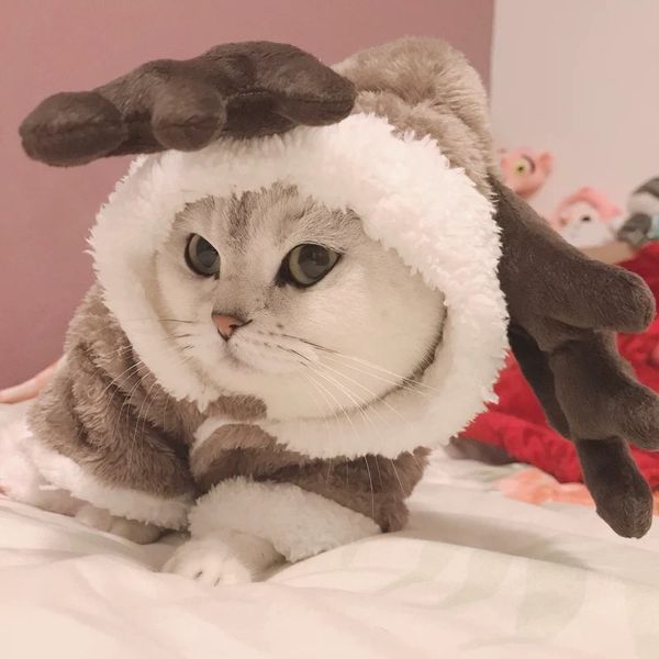 Winter Cat Cothes Warm Feece Pet Costume For Sma Cats Kitten Jumpsuits Cothing Cat Coat Jacket Pets Dog Cothes
Winter Cat Cothes Warm Feece Pet Costume For Sma Cats Kitten Jumpsuits Cothing Cat Coat Jacket Pets Dog Cothes