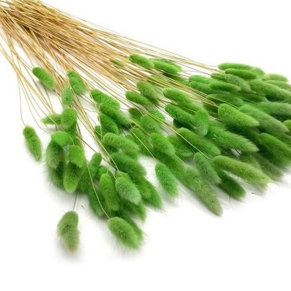 decorative flowers & wreaths 30pcs dry tails grass ,dried natural rabbittail bouquet,diy hare's tail flower for home decor,wedding pas
decorative flowers & wreaths 30pcs dry tails grass ,dried natural rabbittail bouquet,diy hare's tail flower for home decor,wedding pas