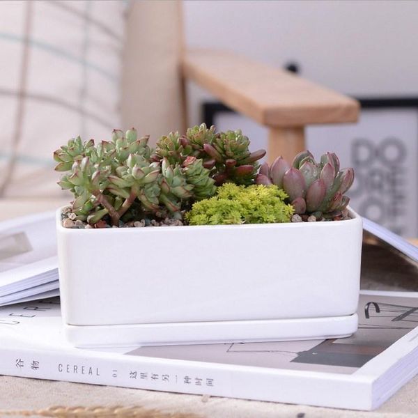 planters & pots ceramic fleshy flowerpots minimalist rectangle white succulent plant pot porcelain deskflower zakka home decor
planters & pots ceramic fleshy flowerpots minimalist rectangle white succulent plant pot porcelain deskflower zakka home decor