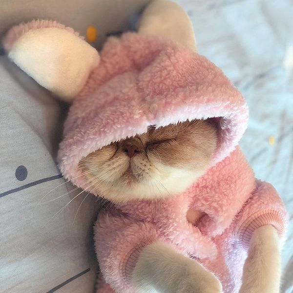 cat costumes clothes winter autumn and pet cats small anti-hair loss kittens cute plus velvet warm
cat costumes clothes winter autumn and pet cats small anti-hair loss kittens cute plus velvet warm