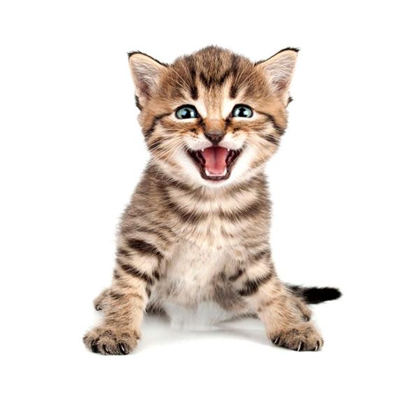 wall stickers 3d cat dog sticker bathroom bedroom animal decals toilet home decoration art poster fu
wall stickers 3d cat dog sticker bathroom bedroom animal decals toilet home decoration art poster fu