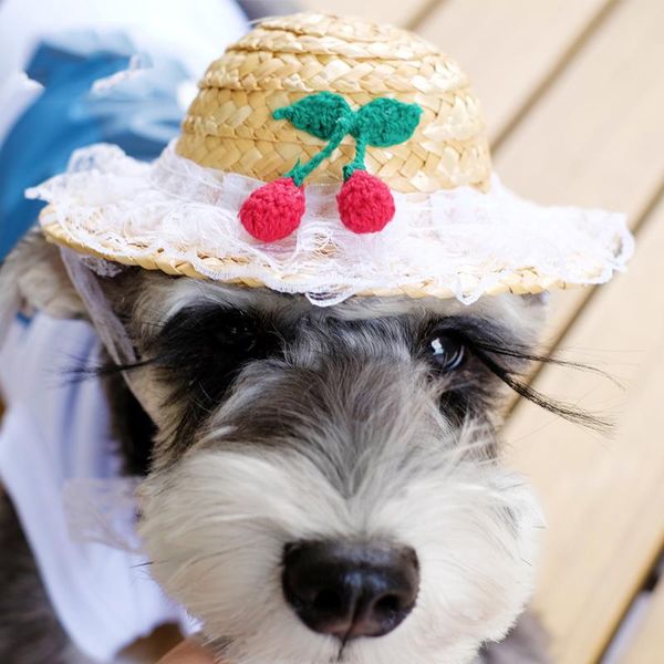 dog apparel straw girl hats summer spring sun-proof pet hair accessories party wedding cat puppy funny grooming chihuahua poodle goods
dog apparel straw girl hats summer spring sun-proof pet hair accessories party wedding cat puppy funny grooming chihuahua poodle goods