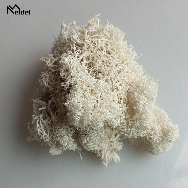 decorative flowers & wreaths natural fresh moss dry real eternal dried grass diy preserved accessories wedding ornament garden decor
decorative flowers & wreaths natural fresh moss dry real eternal dried grass diy preserved accessories wedding ornament garden decor