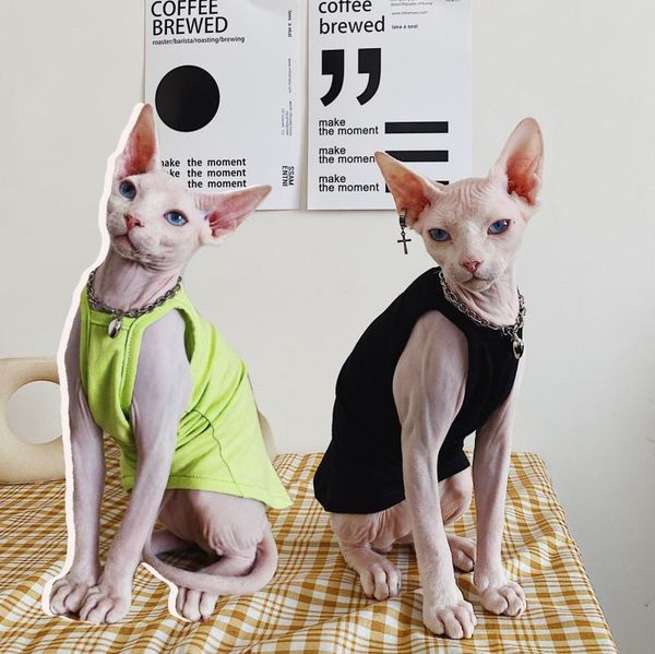 cat costumes fashionable and lovely hairless clothes curly summer light thin small halter belt vest breathable pure cotton
cat costumes fashionable and lovely hairless clothes curly summer light thin small halter belt vest breathable pure cotton