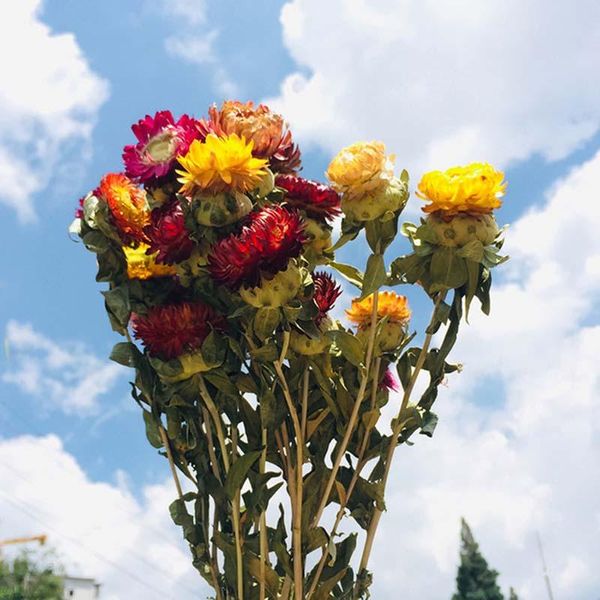 decorative flowers & wreaths pineapple chrysanthemum dried flower artificial decorations bouquet diy gift wedding decoration lc
decorative flowers & wreaths pineapple chrysanthemum dried flower artificial decorations bouquet diy gift wedding decoration lc