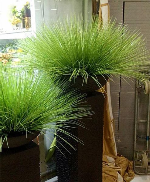 decorative flowers & wreaths 60cm artificial leave simulation leaf onion grass home decoration silk flower arranging lawn engineering plants
decorative flowers & wreaths 60cm artificial leave simulation leaf onion grass home decoration silk flower arranging lawn engineering plants