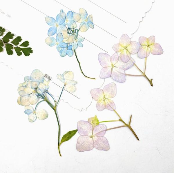 decorative flowers & wreaths 120pcs dried pressed multi-head hydrangeas flower with stalk plant herbarium for jewelry postcard bookmark phon
decorative flowers & wreaths 120pcs dried pressed multi-head hydrangeas flower with stalk plant herbarium for jewelry postcard bookmark phon