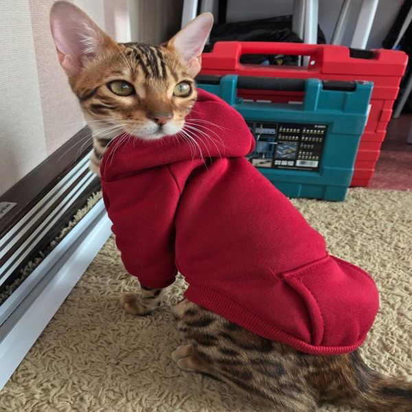 pet cat jacket coat autumn/winter soft clothes for small cats kitten costumes clothing pug chihuahua dog
pet cat jacket coat autumn/winter soft clothes for small cats kitten costumes clothing pug chihuahua dog