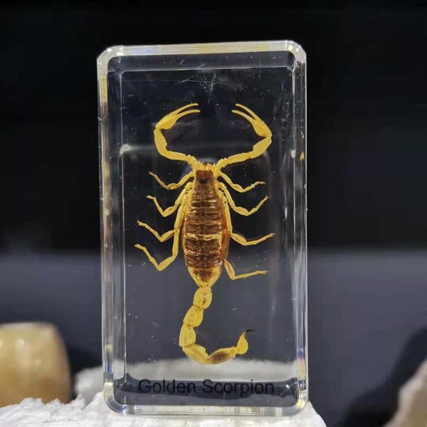 decorative objects & figurines resin insect decoration teaching specimen
decorative objects & figurines resin insect decoration teaching specimen