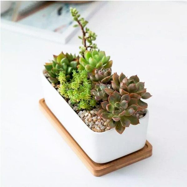 succulent plant pot rectangular with tray simple nordic style white flower cylindrical planter container planters & pots
succulent plant pot rectangular with tray simple nordic style white flower cylindrical planter container planters & pots