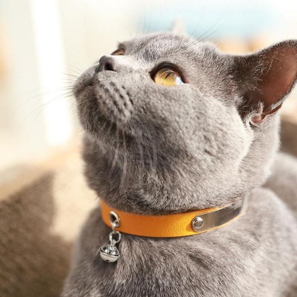 cat collars & leads kitten necklace adjustable skin friendly cowhide pet cats collar with bell kitty
cat collars & leads kitten necklace adjustable skin friendly cowhide pet cats collar with bell kitty