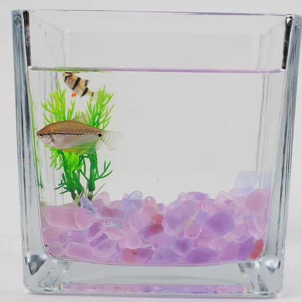 decorations 260g mini size 5-10mm natural quartz crystal polished stone macadam gravel gemstone diy home fish tank aquarium decoration
decorations 260g mini size 5-10mm natural quartz crystal polished stone macadam gravel gemstone diy home fish tank aquarium decoration