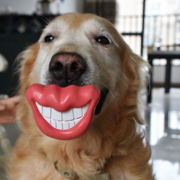 funy red lips pet dog toy interactive natural rubber ball cat puppy chew toy food dispenser ball bite-resistant clean teeth pet playing ball
funy red lips pet dog toy interactive natural rubber ball cat puppy chew toy food dispenser ball bite-resistant clean teeth pet playing ball