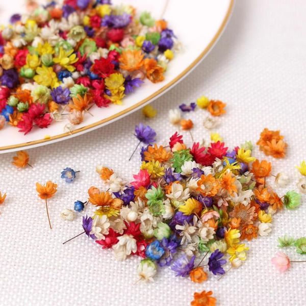 decorative flowers & wreaths 200pcs real dried flower dry plants for candle epoxy resin pendant necklace jewelry making craft h
decorative flowers & wreaths 200pcs real dried flower dry plants for candle epoxy resin pendant necklace jewelry making craft h