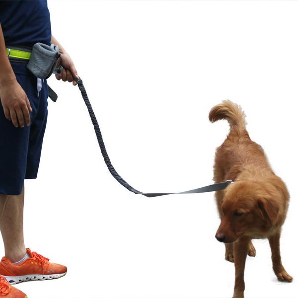 dog collars & leashes elastic belt running leash lead sports jogging walking pet collar rope hand waist dogs reflective set for
dog collars & leashes elastic belt running leash lead sports jogging walking pet collar rope hand waist dogs reflective set for