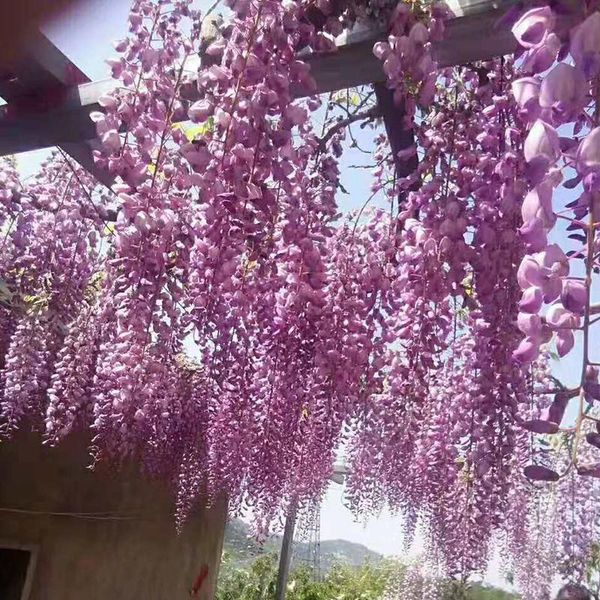 decorative flowers & wreaths 12pcs wisteria vine artificial silk garland arch wedding decoration home garden hanging plant wall decor
decorative flowers & wreaths 12pcs wisteria vine artificial silk garland arch wedding decoration home garden hanging plant wall decor