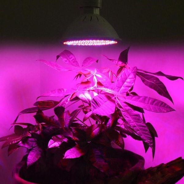 full plant grow led light bulbs lamp lighting for seeds hydro flower greenhouse veg indoor garden e27 phyto growbox lights
full plant grow led light bulbs lamp lighting for seeds hydro flower greenhouse veg indoor garden e27 phyto growbox lights