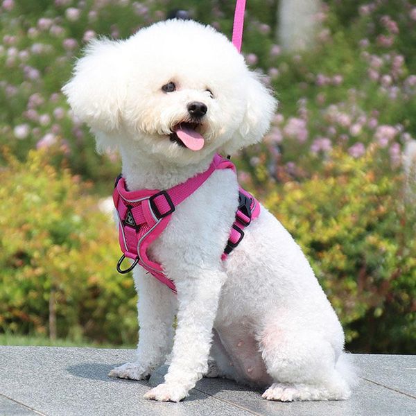 dog collars & leashes breathable cat harness and leash for escape proof vest kitten adjustable easy control walking