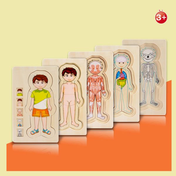 children early intelligent learning educational body cognition baby puzzles wooden human body puzzles multi-layer tructure toys
children early intelligent learning educational body cognition baby puzzles wooden human body puzzles multi-layer tructure toys