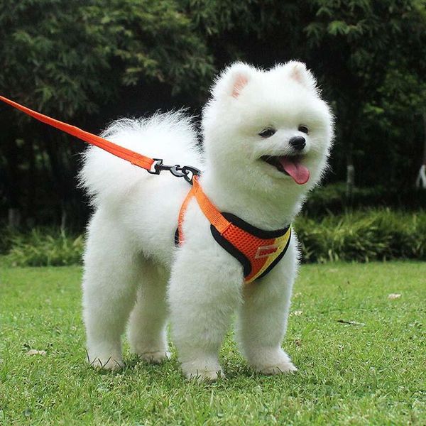 dog apparel double color matching chest strap small leash breathable mesh pet vest
dog apparel double color matching chest strap small leash breathable mesh pet vest