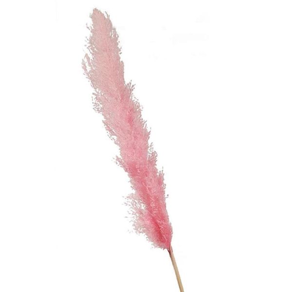 1pcs gedroogde natuurlijke pampas gras decor phragmites planten boeket thuis bloemen bloem kerst deco f9m5 decorative flowers & wreaths
1pcs gedroogde natuurlijke pampas gras decor phragmites planten boeket thuis bloemen bloem kerst deco f9m5 decorative flowers & wreaths