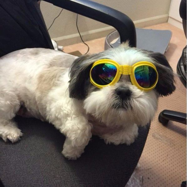 dog apparel attractive pet sunglasses multi-color fashionable water-proof boom cool puppy sunglass
dog apparel attractive pet sunglasses multi-color fashionable water-proof boom cool puppy sunglass
