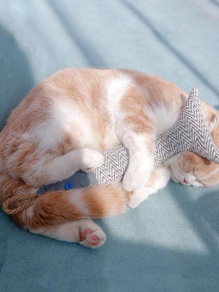 cat toys toy fish nip funny stick kitten pillow pet simulation molar self-hey supplies
cat toys toy fish nip funny stick kitten pillow pet simulation molar self-hey supplies