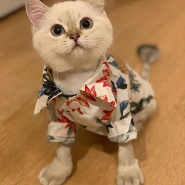 dog apparel cat clothes spring and summer thin shirt vest dog cat cute kitten teddy clothing supplies
dog apparel cat clothes spring and summer thin shirt vest dog cat cute kitten teddy clothing supplies