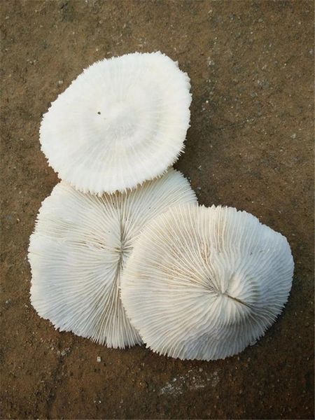 novelty items rare natural mushroom coral aquarium fish tank ornaments landscape ocean corals decration conch shells
novelty items rare natural mushroom coral aquarium fish tank ornaments landscape ocean corals decration conch shells