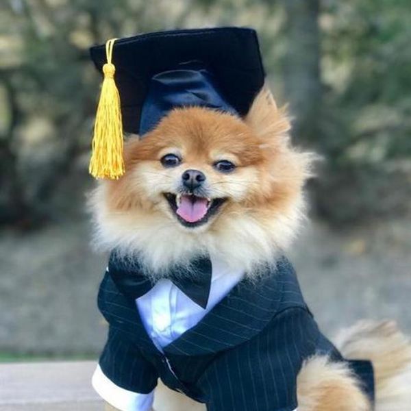pet graduation caps with yellow tassel dog cat holiday costume halloween dress up bachelor cap apparel
pet graduation caps with yellow tassel dog cat holiday costume halloween dress up bachelor cap apparel