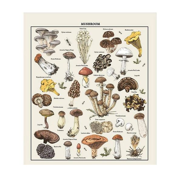 tapestries mushroom tapestry vintage reference chart colorful vertical wall hanging 51.2 x 59.1 inch
tapestries mushroom tapestry vintage reference chart colorful vertical wall hanging 51.2 x 59.1 inch
