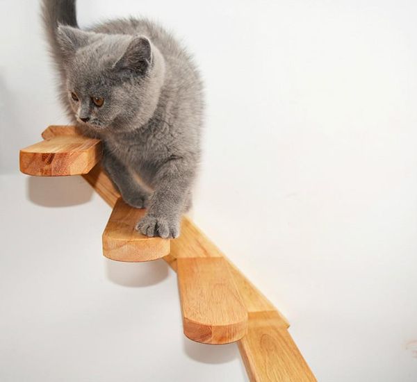 cat furniture & scratchers climbing a ladder rubber wood springboard stairs toy on solid wall
cat furniture & scratchers climbing a ladder rubber wood springboard stairs toy on solid wall